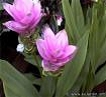 Curcuma